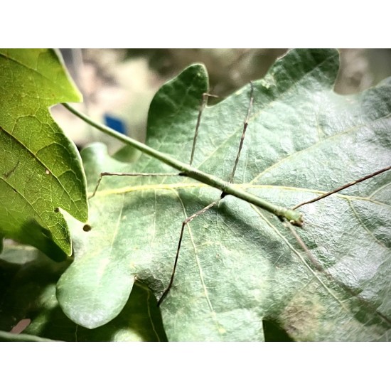 Pterulina distinctissima