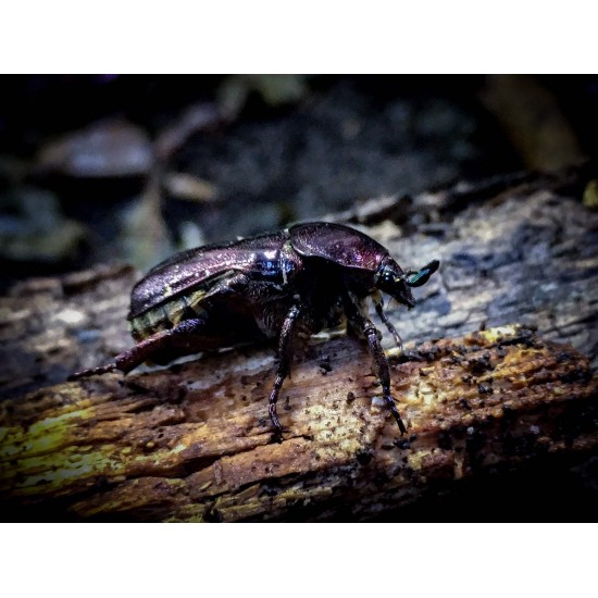 Protaetia formosana (imago...
