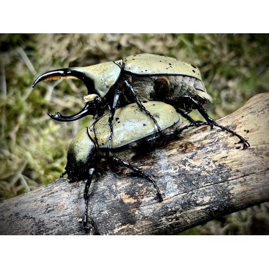 Dynaste granti (couple imago)