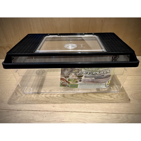 Terrarium Dragon L plat