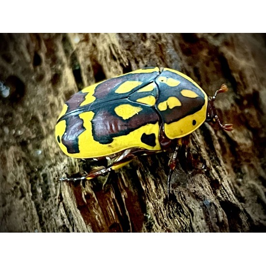 Pachnoda aemula