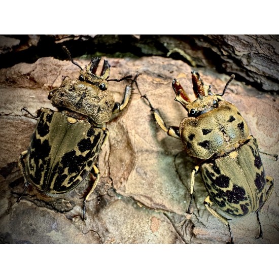 Rhyssonotus nebulosus...