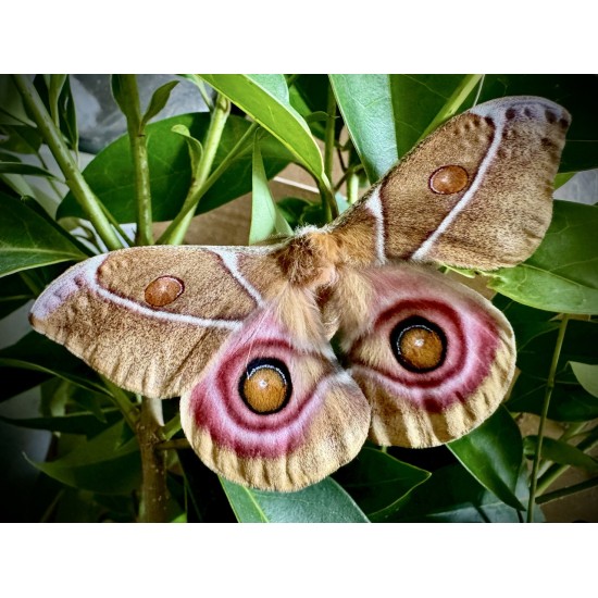 Antherina suraka